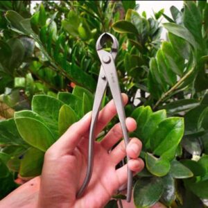 Home 10 Alicate bola para bonsai importado vietnã